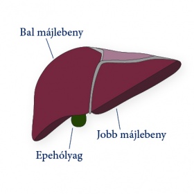 maj